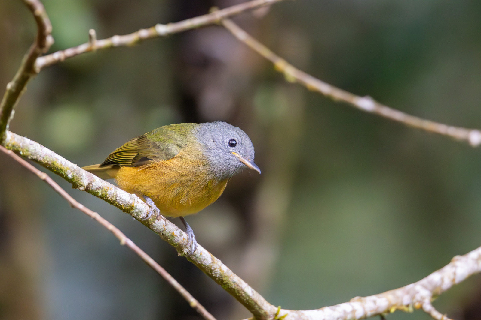 image Grey-hooded Flycatcher